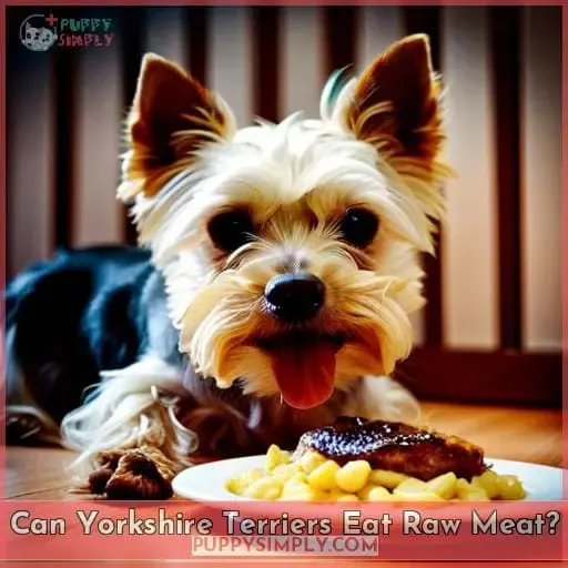 Can Yorkshire Terriers Eat Raw Meat