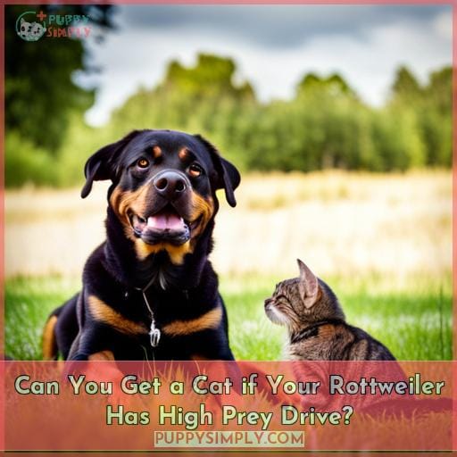 Can You Get a Cat if Your Rottweiler Has High Prey Drive