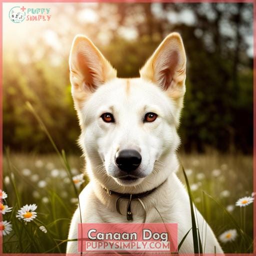 Canaan Dog