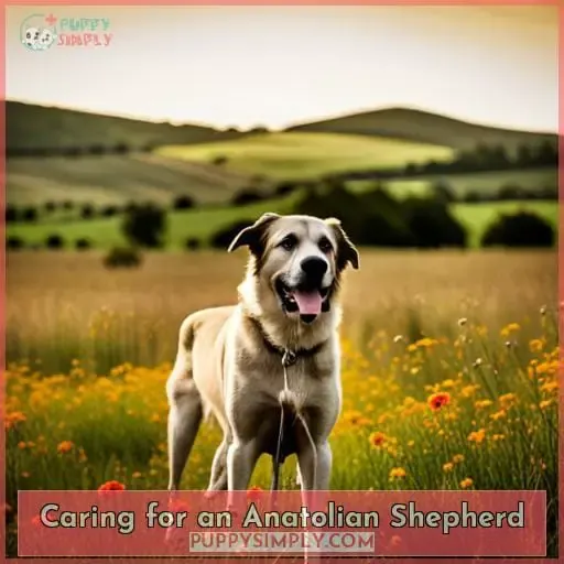 Caring for an Anatolian Shepherd