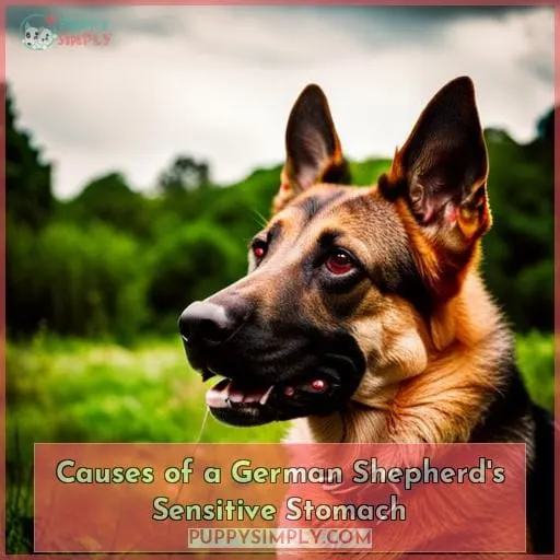 Causes of a German Shepherd