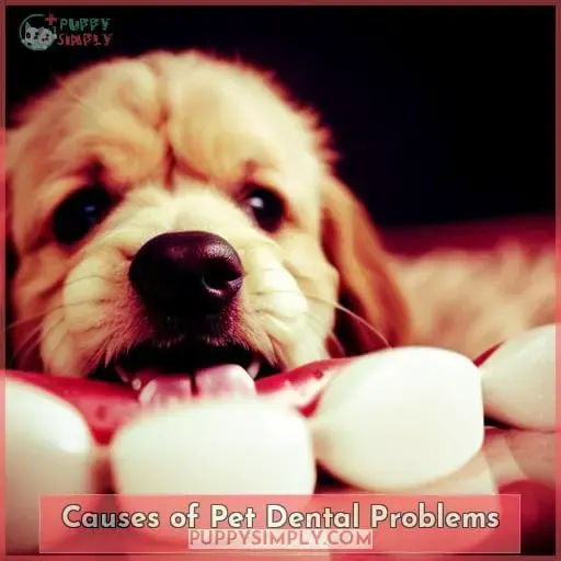 Causes of Pet Dental Problems