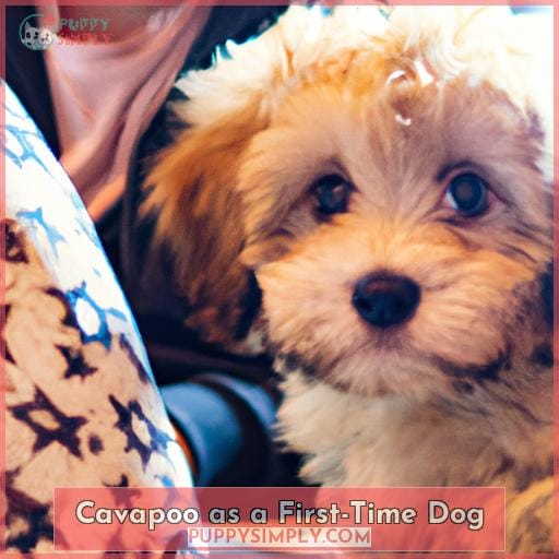 Cavapoo as a First-Time Dog