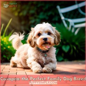 cavapoo good family dog