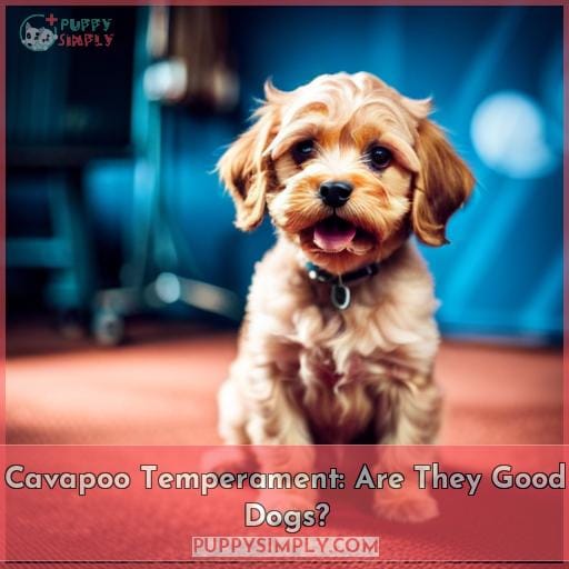 Cavapoo Temperament: Are They Good Dogs
