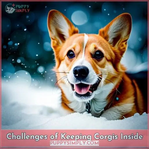 Challenges of Keeping Corgis Inside