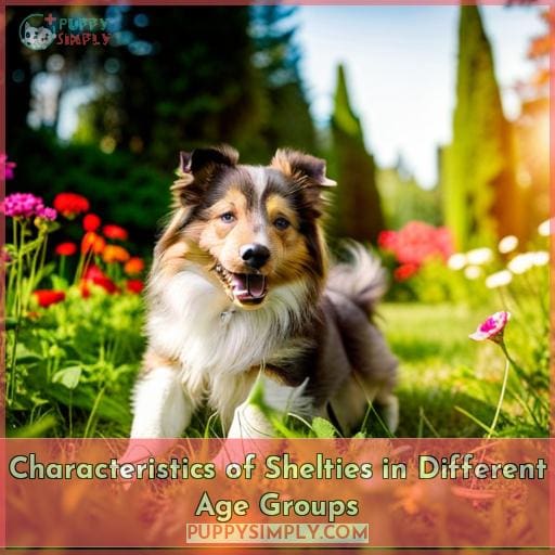 Characteristics of Shelties in Different Age Groups