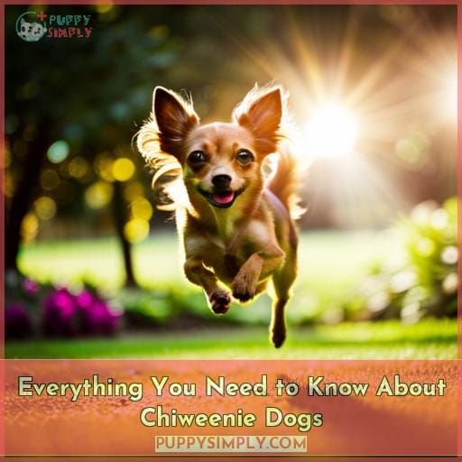 Everything You Need to Know About Chiweenie Dogs