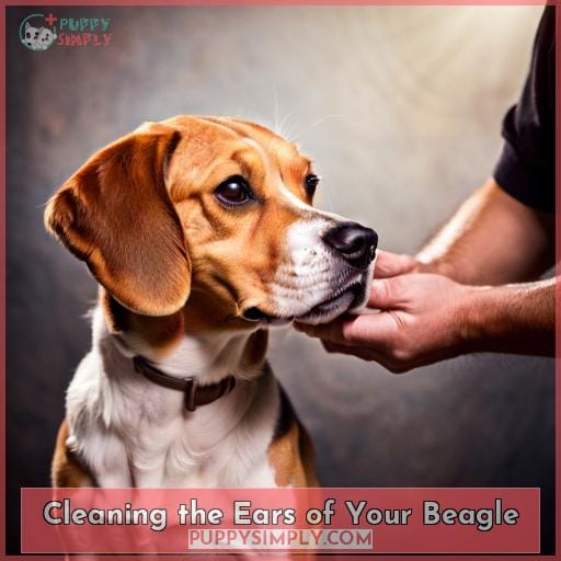 Cleaning the Ears of Your Beagle