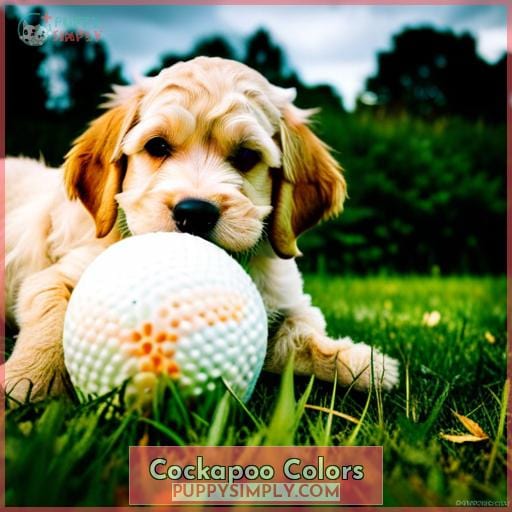 Cockapoo Colors