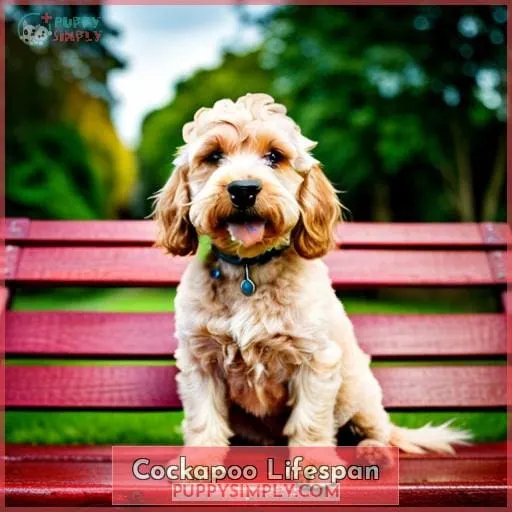 Cockapoo Lifespan