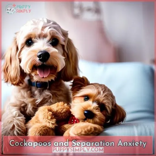 Cockapoos and Separation Anxiety