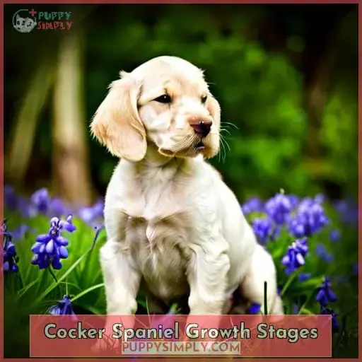 Cocker Spaniel Growth Stages