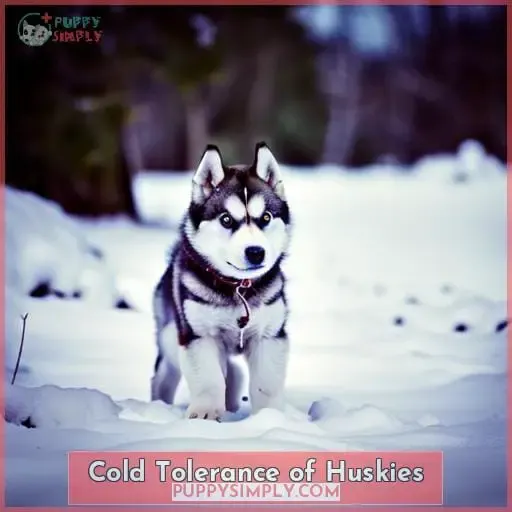 Cold Tolerance of Huskies
