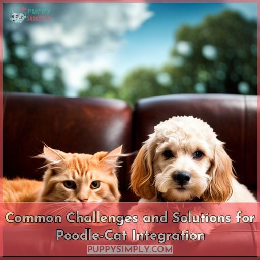 Common Challenges and Solutions for Poodle-Cat Integration