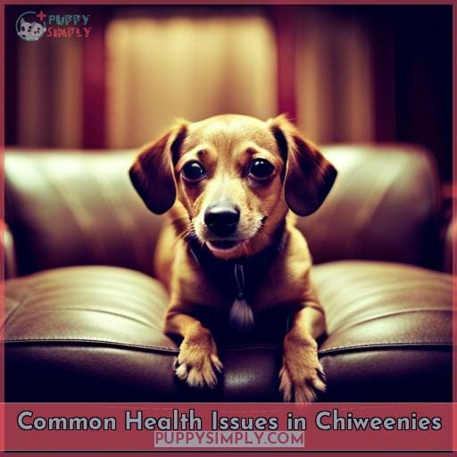 Common Health Issues in Chiweenies