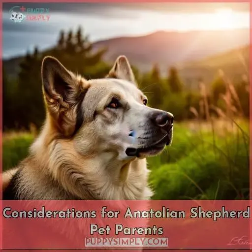 Considerations for Anatolian Shepherd Pet Parents
