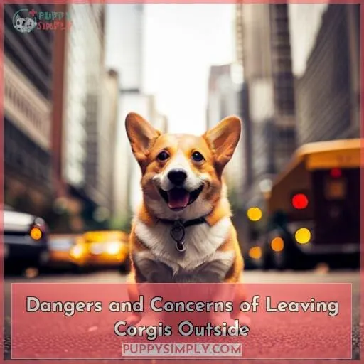 Dangers and Concerns of Leaving Corgis Outside