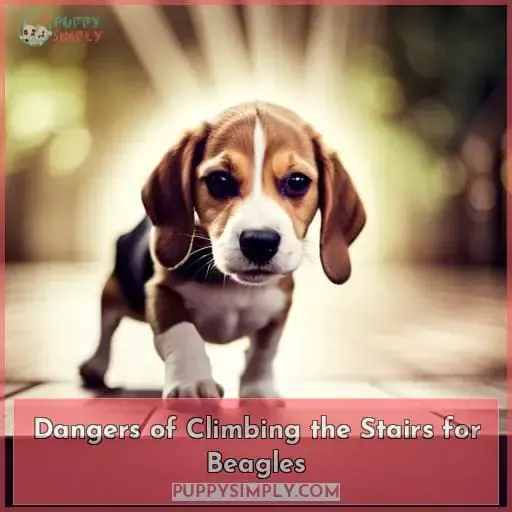 Dangers of Climbing the Stairs for Beagles