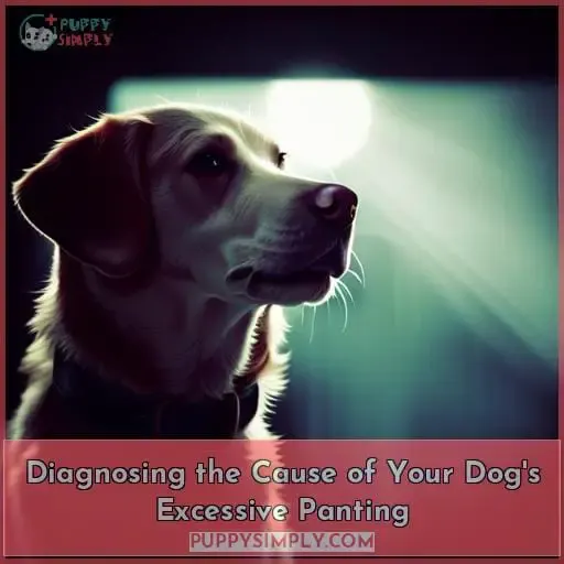 Diagnosing the Cause of Your Dog
