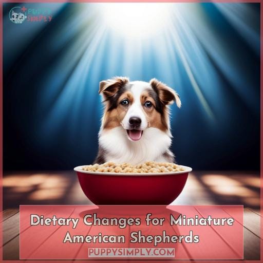 Dietary Changes for Miniature American Shepherds