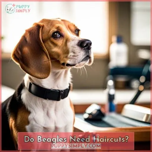 Do Beagles Need Haircuts
