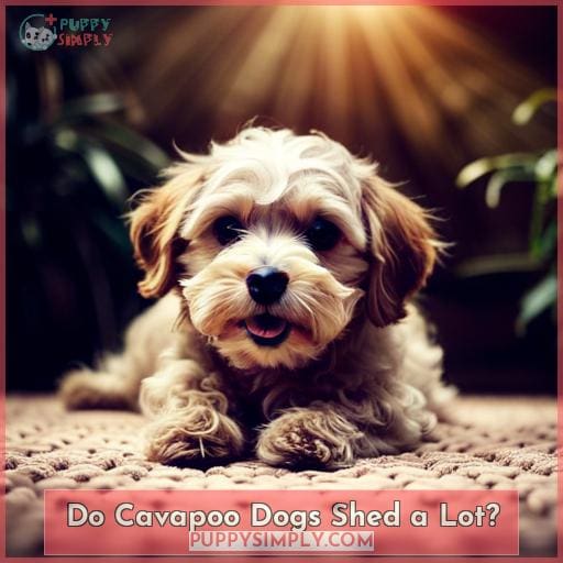 Do Cavapoo Dogs Shed a Lot
