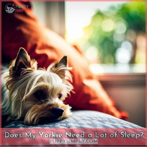 Does My Yorkie Need a Lot of Sleep