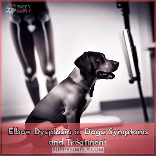 elbow dysplasia in dogs
