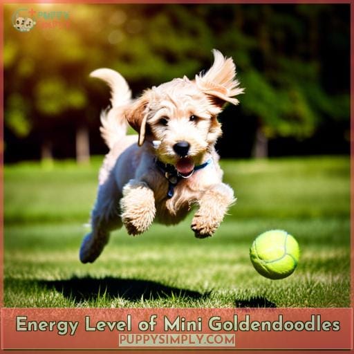 Energy Level of Mini Goldendoodles