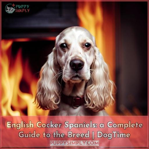 English Cocker Spaniels: A Complete Guide to the Breed | DogTime