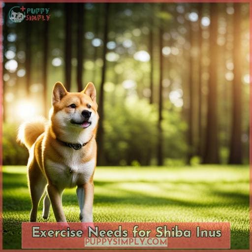 Exercise Needs for Shiba Inus