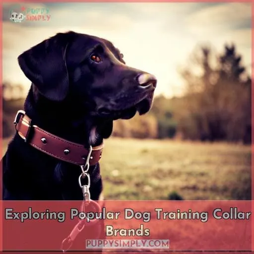 Exploring Popular Dog Training Collar Brands