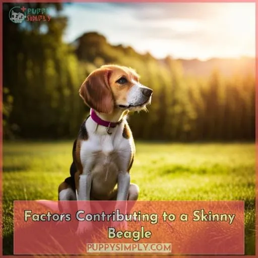 Factors Contributing to a Skinny Beagle