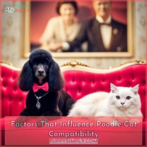 Factors That Influence Poodle-Cat Compatibility