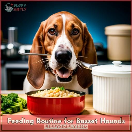 Feeding Routine for Basset Hounds