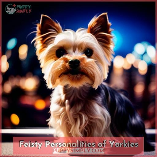 Feisty Personalities of Yorkies