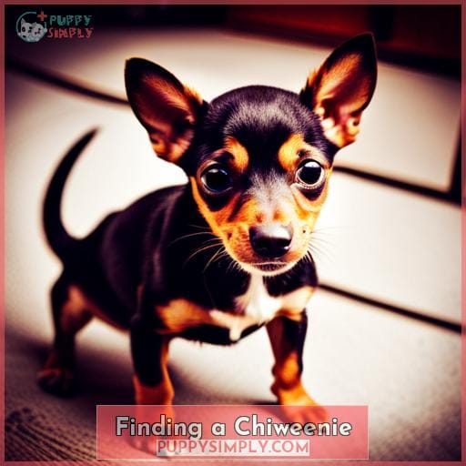 Finding a Chiweenie
