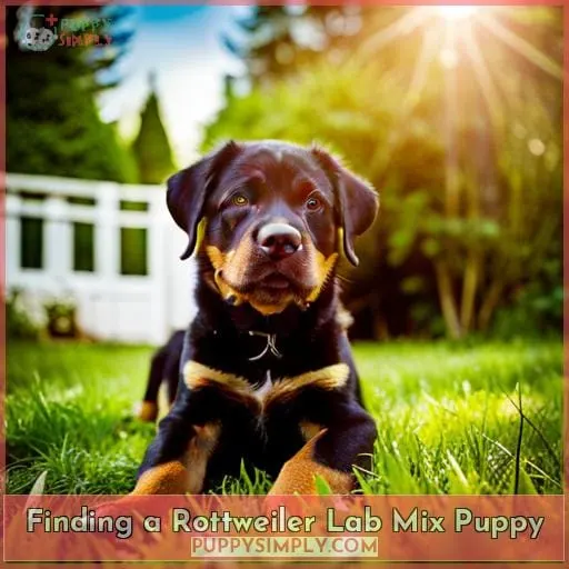 Finding a Rottweiler Lab Mix Puppy