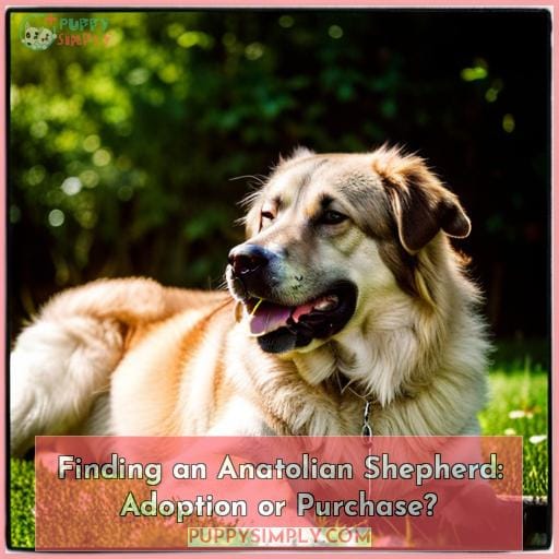 Finding an Anatolian Shepherd: Adoption or Purchase