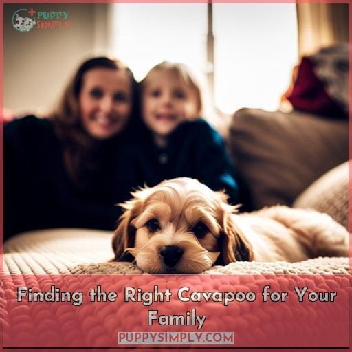 Finding the Right Cavapoo for Your Family