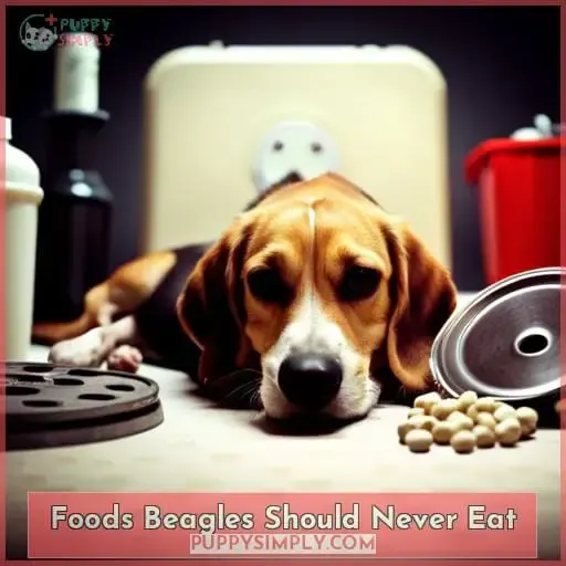 Foods Beagles Should Never Eat