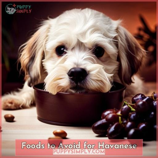 Foods to Avoid for Havanese