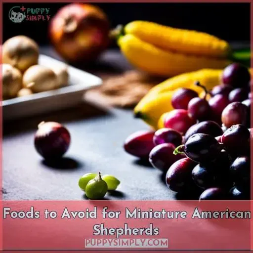 Foods to Avoid for Miniature American Shepherds