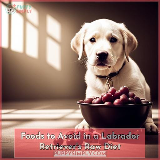 Foods to Avoid in a Labrador Retriever