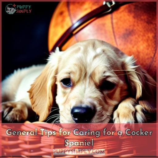 General Tips for Caring for a Cocker Spaniel