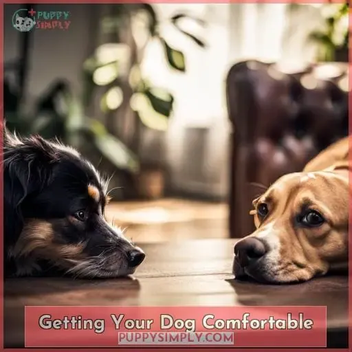Getting Your Dog Comfortable
