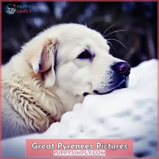 Great Pyrenees Pictures