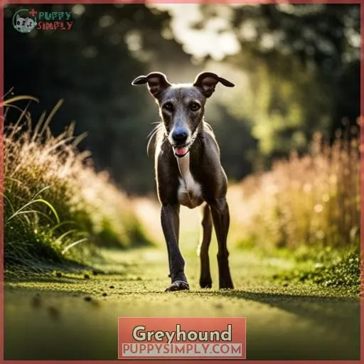 Greyhound