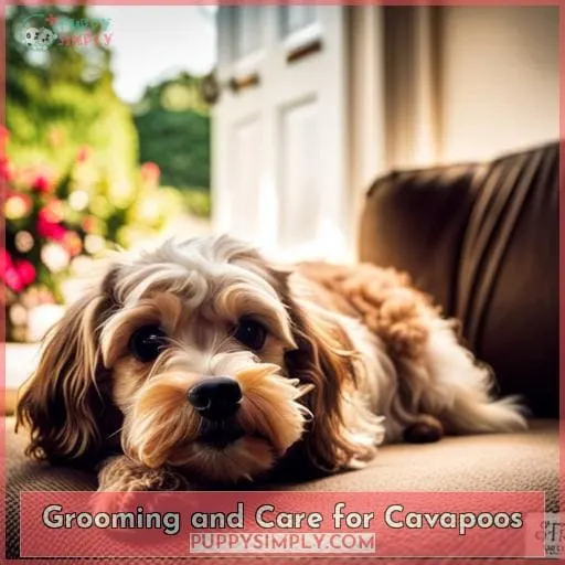 Grooming and Care for Cavapoos